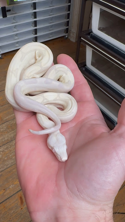 He sure is a special one 🤩 Our holdback Labyrinth Moonglow 🌕 male. #worldsfirst #boa #snake