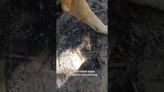 gemuk-gemuk kutu babi yang nempel pada doggy #dog #animals