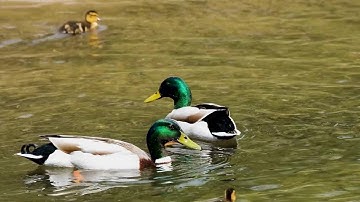 Beautiful Ducks & Ducklings Quacking Splashing swimming in pond & river Sounds of Nature Relaxing