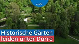 Download Lagu Historische Parks im Klimastress: Bäume erkranken durch Trockenheit und Hitze | Umschau | MDR MP3 Download Lagu Historische Parks im Klimastress: Bäume erkranken durch Trockenheit und Hitze | Umschau | MDR MP3