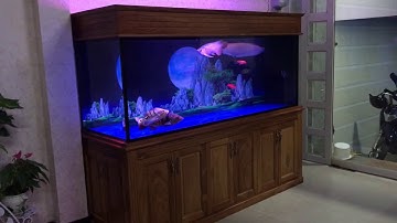 Hồ cá rồng 2m lắp đặt tại nhà anh Hùng Biên Hoà - Đồng Nai