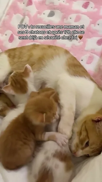 C magnifique maman chat