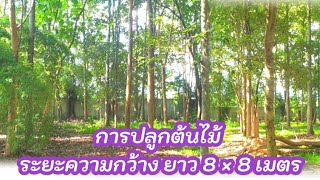 สวนป่าที่มีการปลูกต้นไม้ระยะความกว้าง 8 เมตร × ความยาว 8 เมตร #ปลูกป่า #ปลูกต้นไม้#ยางนา #สวนป่า