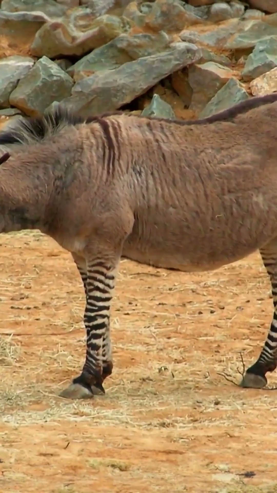 ? Como Surgem Novas Espécies de Animais na Natureza? ??