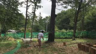 元気なアラン【グレートピレニーズ greatpyrenees】