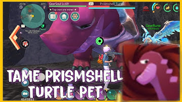 Utopia-Origin Tame Prismshell Turtle - Bắt Rùa Hồng