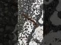 最高速度で走るムカデ