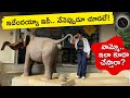 Unforgettable Experience at Sri Lanka’s Elephant Orphanage!🐘 | Yours Soniya | Srilanka Trip | Soniya
