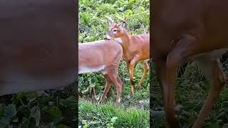 Охота на оленя в дикой природе | Точная стрельба и настоящий адреналин224 #deer #охота #охотанаоленя