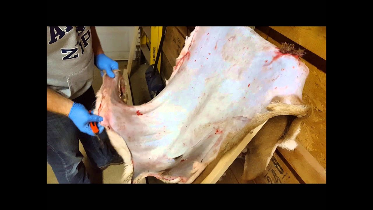 How to stretch a Deer hide - wood frame stretcher - YouTube