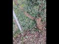 We Ran Out of Saws for This Crazy Stump! 🪓 #yardcleanup #lawncare #diy
