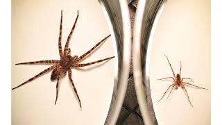Evolutionary Perspectives on Death Conference: Eileen Hebets