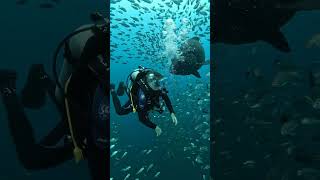 Pacific Sleeper Shark Upward belly attack — This is caught on camera 🎬
