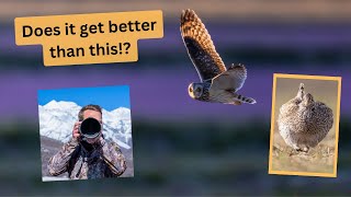 Short Eared Owl &amp; Sharp-tailed Grouse photography trip, Part 2. I still can&#39;t believe these photos!