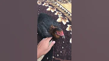 دجاجه تبيض بيضه غريبه سبحان الله 