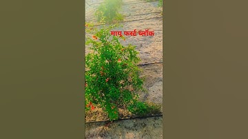 माय फर्स्ट ब्लॉक 🥀#shorts #youtubeshorts