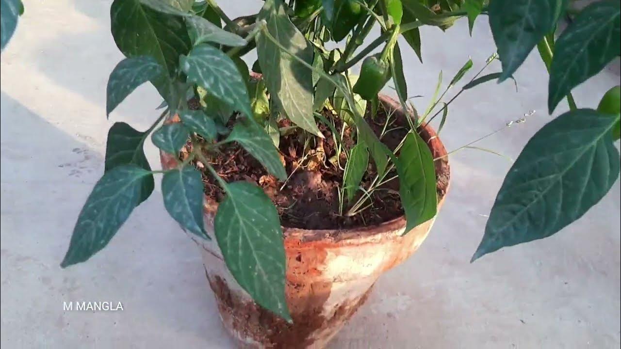 Chilli Plants Care Best Fertilizer for chilli plant YouTube