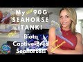 My 90G Seahorse Tank - BIOTA Captive-Bred Horses From LiveAquaria