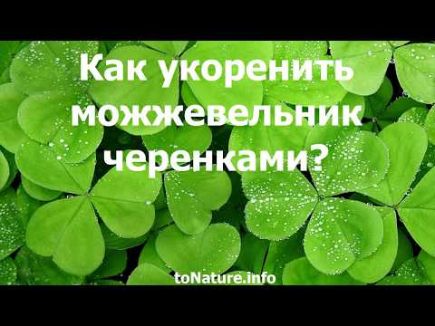 Как укоренить можжевельник черенками?