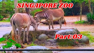 Singapore Zoo Video  #singaporezoo #viral #video #nice #subscribe 🙏