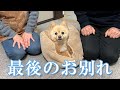 【最終回】ポメくんとしばらくお別れをすることになりました…