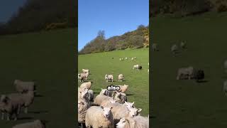 Border Collie shepherd dog leads sheep herd skillfully