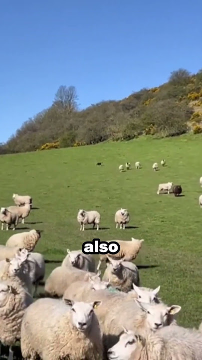 Border Collie shepherd dog leads sheep herd skillfully