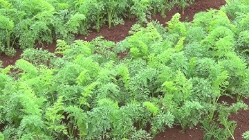 TRỒNG CÀ RỐT THEO HƯỚNG HỮU CƠ