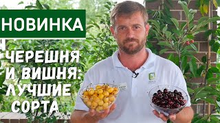 Самые урожайные и вкусные сорта черешни. Какой сорт черешни выбрать для средней полосы.