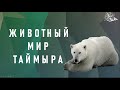 Животный мир полуострова Таймыр