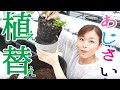 あじさいの鉢増し 植え替え youtube【後編】あじさいの育て方 楽天 母の日 アジサイ 紫陽花 アジサイ剪定の仕方 翌年も花を咲かせるテクニック 初心者向け