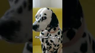 Dalmatian: Fun Facts Unleashed! #doglovers #animals #dogs #cute #cutedog #funfacts