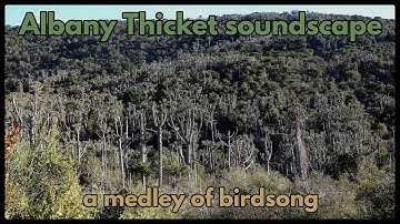 Albany Thicket Soundscape - a medley of birdsong