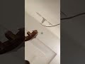 تلاعيب الزمن نهاوند صول بيات حزين رمبه تلاعيب الزمن نهاوند صول بيات حزين رمبه