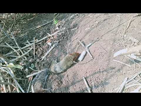 Video: Yuav Ua Li Cas Ua Noj Qos Lauj Kaub Nrog Lard Thiab Dos