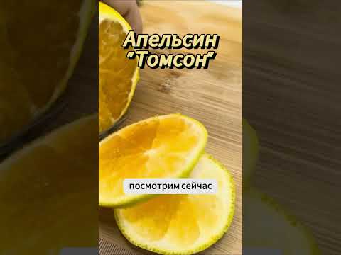 Апельсин "Томсон" | Обзор плодов |  #комнатныерастения #цитрусовые #обзоррастений #растения