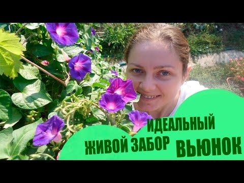 Идеальный Живой Забор С Цветами 🌻 Все Лето и пол осени (украина) 🌸 Вьюнок 🌸 🌻 Множество Цветов🌼🌼🌼