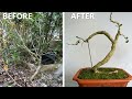 Shaping small bonsai trees suitable for beginners