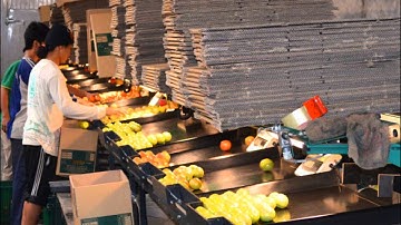 Greefa Tomato Grading Machine