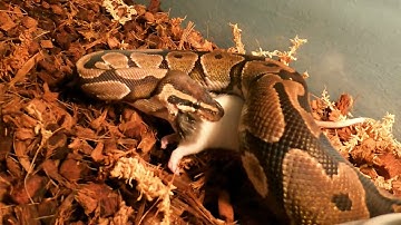 Rat screams as python squeezes the life out of it / warning live feeding