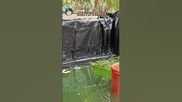 Tới Nơi Giao Ốc Bươu Đen Giống Cho Khách Nuôi Trong Chuồng Heo Cũ Ở Vị Thủy Hậu Giang Cũ