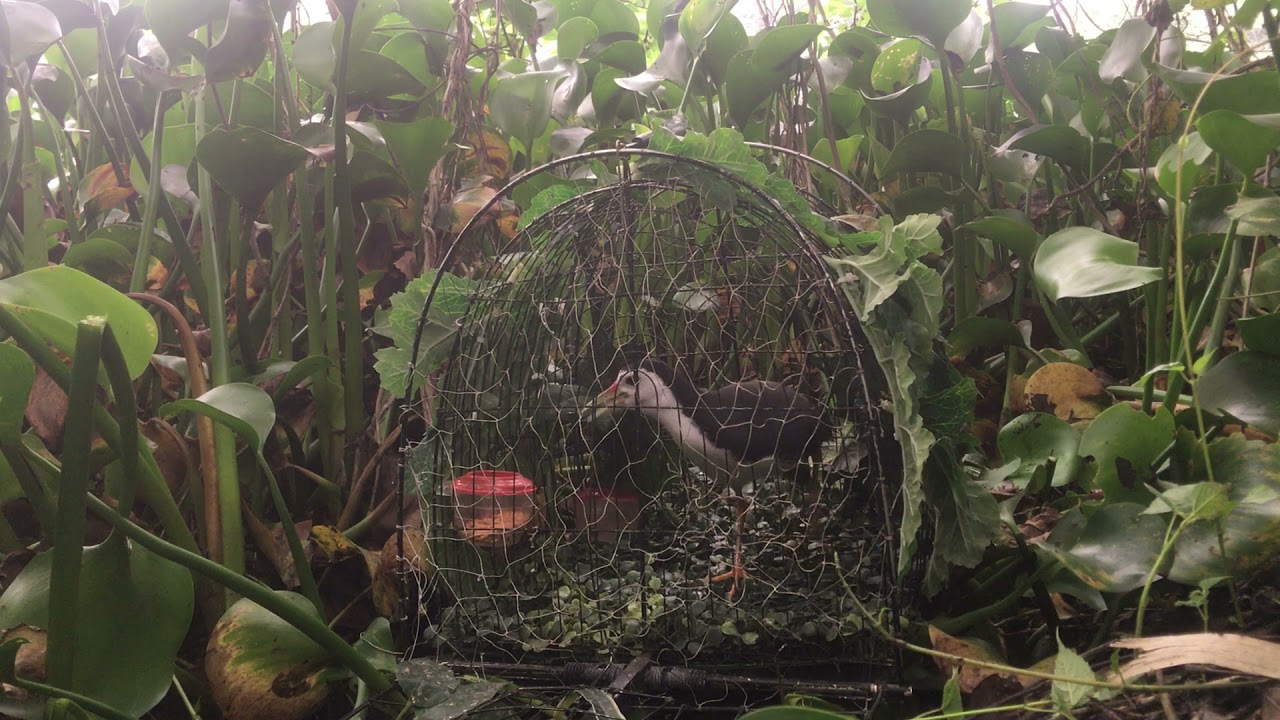 Chim quốc mồi kêu 36 phút cái kết đẹp cho bổi chậm đá