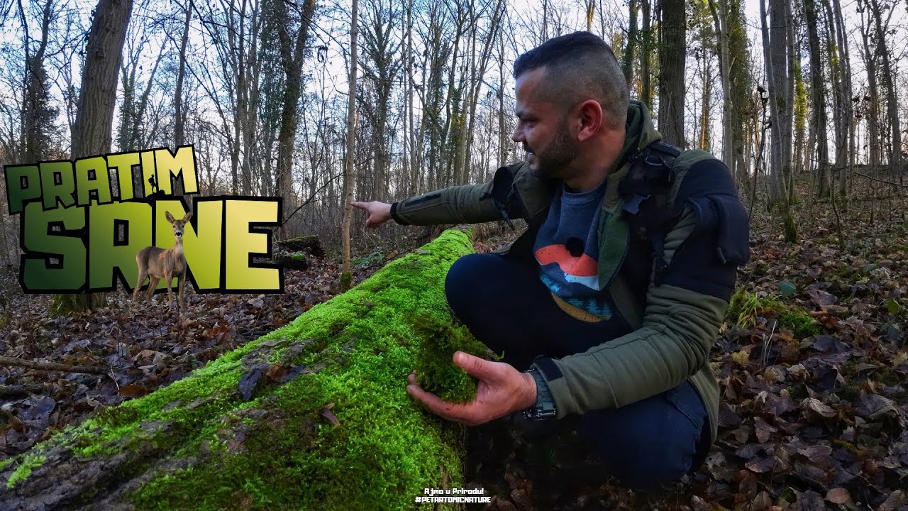 Trazio Mahovinu, pronašao Srne | Kako odrediti strane Svijeta pomocu Mahovine?