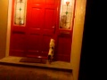 Cat Opening The Door