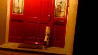 Cat Opening The Door