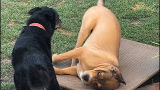 Prince 🐕‍🦺and Ralph’s🐕 play fight 😂😂🙏🏻🕉️🙏🏻 by Babita Sharma 451 views 6 months ago 1 minute, 37 seconds