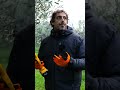 come potare i rami degli #ulivi durante la potatura #uliveto #mattthefarmer