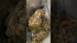 🔴 LIVE: Zlush Puppies Review 🍬🔥 | Is This the SWEETEST Strain Yet?!