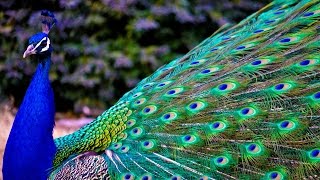Indian Instrumental Peacock Dance Music | Soothing Music For Relaxation - Sitar & Tabla