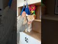 これ無しじゃ爪切りできなかった😂🐱#猫 #猫用品 #爪切り #ペットケア #猫好き